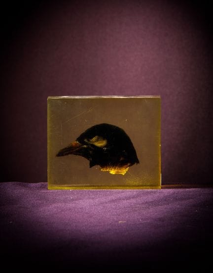[ARTIFICIALIA]
皮埃尔·吉罗东（1923-2012）——生物塑料
一块矩形树脂块，内嵌