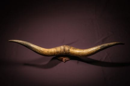 [NATURALIA]
Coppia di corna di mucca su uno scudo 