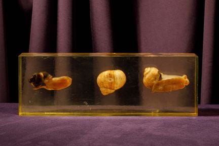 [ARTIFICIALIA]
Pierre GIRAUDON (1923-2012) - BIOPL