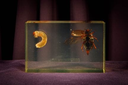 [ARTIFICIALIA]
Pierre GIRAUDON (1923-2012) - BIOPL