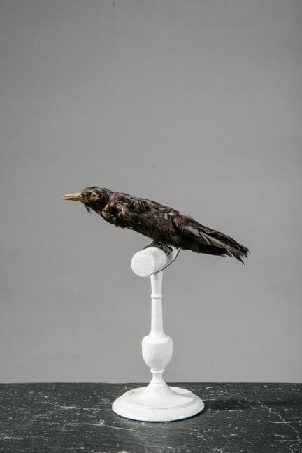 [NATURALIA]
Colibrì imbalsamato con piumaggio nero