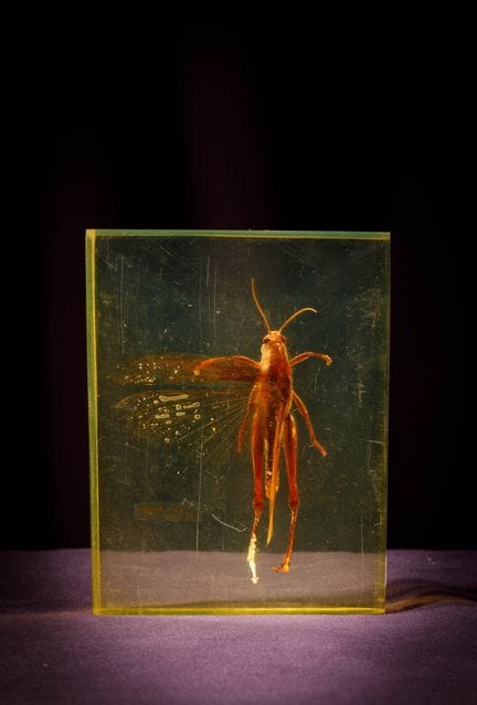 [ARTIFICIALIA]
Pierre GIRAUDON (1923-2012) - BIOPL