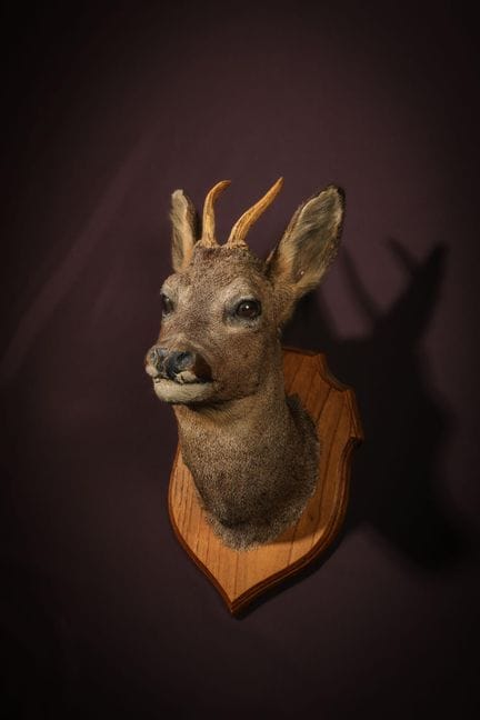 [NATURALIA]
Capriolo europeo (Capreolus capreolus)