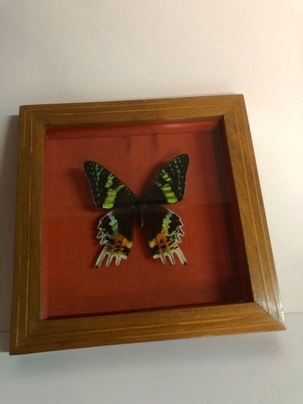 Kleiner Vitrinenrahmen mit einem Schmetterling, 17