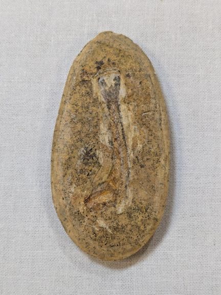 Fossile di pesce, 110-120 milioni di anni. Lunghez
