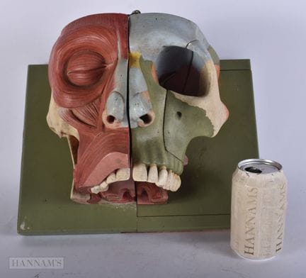 EINE AUSSERGEWÖHNLICHE ANATOMISCHE SKULPTUR VON AD