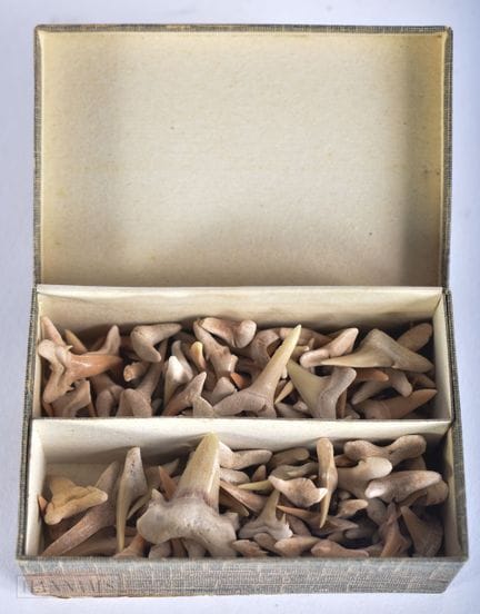 A BOX OF PREHISTORIC SHARKS TEETH. (qty)