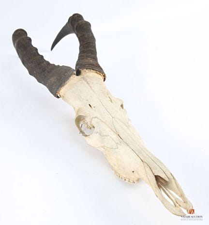 Strage di alcefali (Alcelaphus buselaphus, non reg