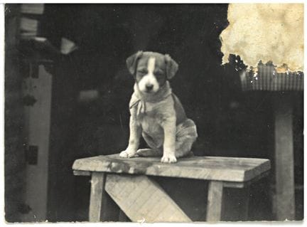 Militaria: Fotografía/Mascota/Primera Guerra Mundi