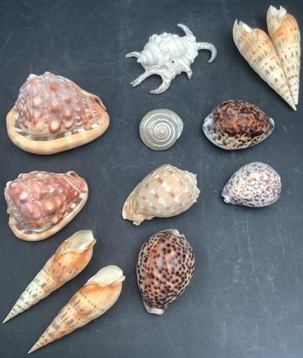 12 conchiglie di grandi dimensioni, tra cui: 2 gra
