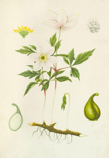 SCHWEDISCHE SCHULE. 20. Jahrhundert 

„Zwei botani