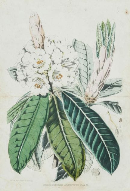 Set bestehend aus fünf gerahmten botanischen Gemäl