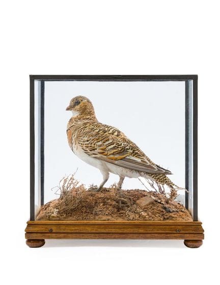 Ganga. Taxidermy. With urn. 
Signed: L. Benedito 1