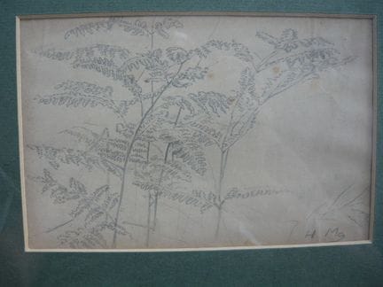 Hugo Mühlig (1854–29). Pencil sketch of ferns. Sig