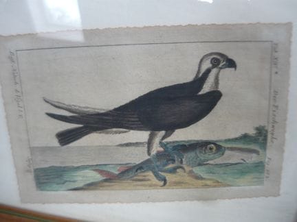 The Fishweyhe. Plate 182. Büff. Natural History of