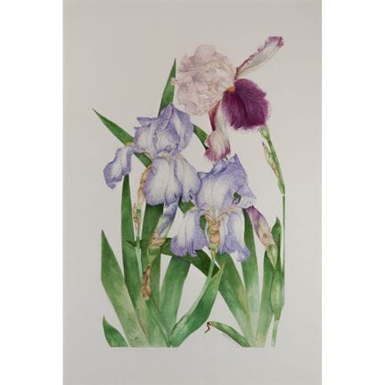 Pam Kessler (American, b.1948) Watercolor  

Undat