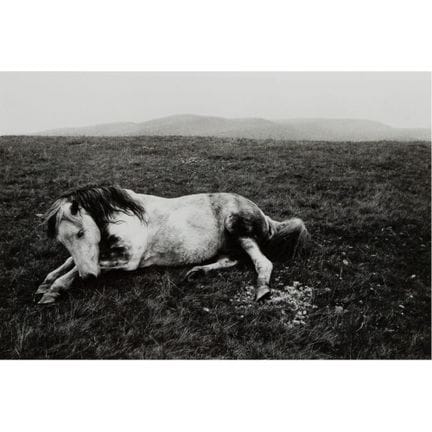 Bruce Davidson (American, b.1933) 'Horse, Wales' G