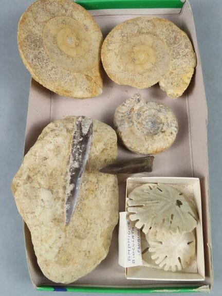 Ensemble de fossiles comprenant deux ammonites (do