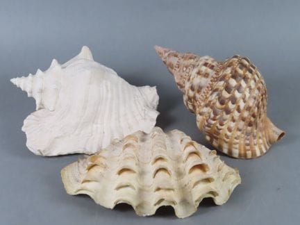 Lot de trois imposants coquillages : Triton géant 