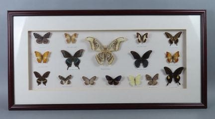 ENTOMOLOGIE. Beau cadre entomologique regroupant 1