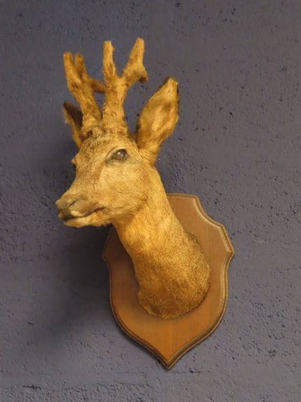 Tête de brocard-chevreuil en cape naturalisée, sur