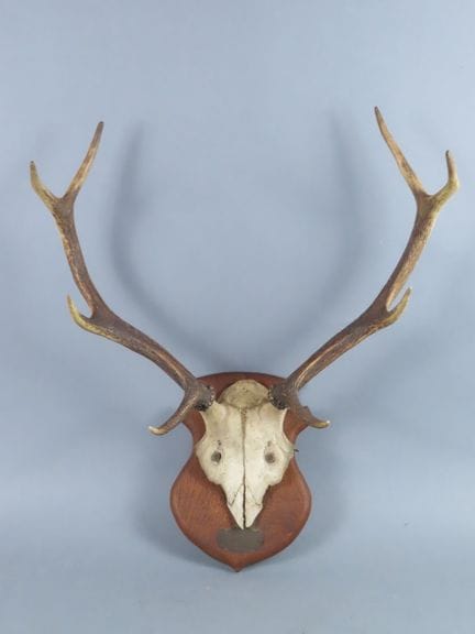 Massacre de cerf à 8 cors (cervus elaphus), monté 