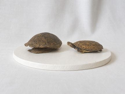 Carapace et tortue naturalisée
Long. 12 et 11 cm.