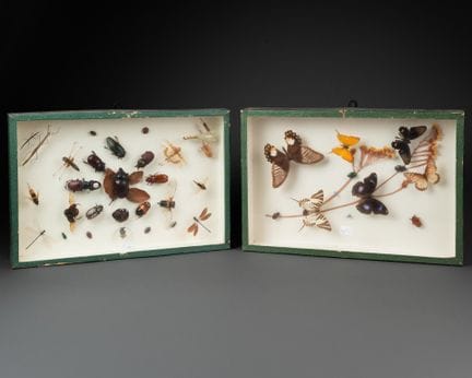 Deux boîtes entomologiques vitrées :
– l'une avec 