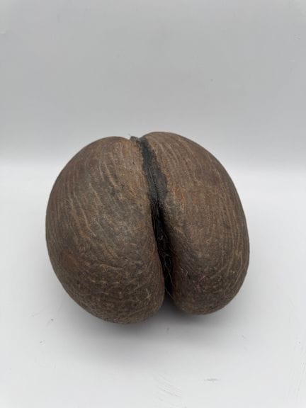 NOIX DE COCO DE MER, DITE « COCO-FESSE »
Lodoicea 