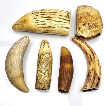 Lot of 5 Antique Scrimshaw's Including 1 w/ Engrav