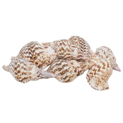 (7 pc) Collection of Triton’s Trumpet Seashells (C