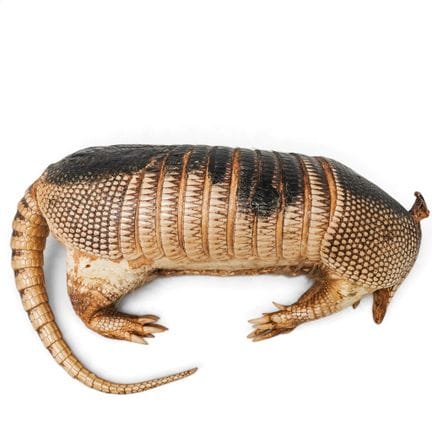 Taxidermy Armadillo 20th century Artist/Designer/M