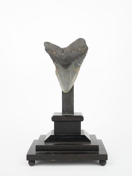 Megalodon-Zahn
Auf einem geschnitzten und geschwär