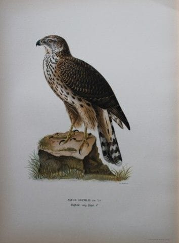 M. von Wright - Lithographie in-folio représentant