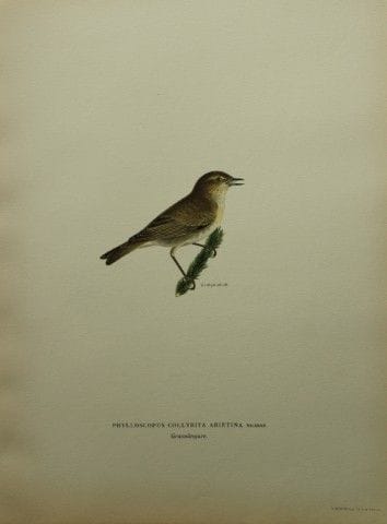 M·冯·赖特——1924年版《莺》对开石版画。

这幅手工上色的石版画出自马格努斯、威廉和费迪南德·