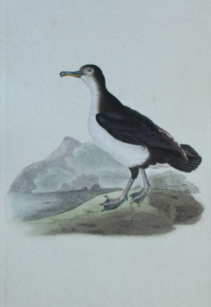 Edward Donovan - Gravure coloriée à la main représ