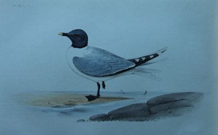H.L. 梅耶——1857年萨宾鸥的彩色石版画。

这幅版画出自亨利·伦纳德·梅耶之手，选自《英国鸟
