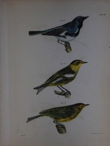 詹姆斯·E·德凯——第LVIII号版画 《黑喉蓝莺、开普梅莺和纳什维尔莺》，1844年。

这幅19