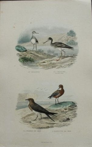 Edouard Travies - Engraving of Sandpipers 1839.

T