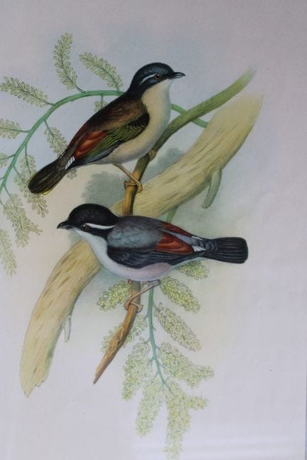 John Gould -  La pie-grièche de l'Himalaya, tirée 