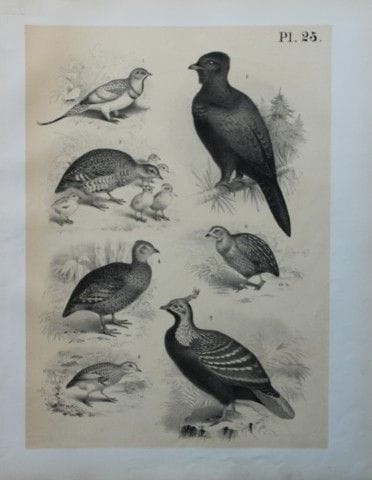 Theodore Jasper - Game Birds 1878.

This chromolit