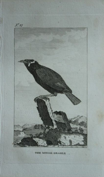 Buffon - Engraving of The Minor Grakle by De Seve 