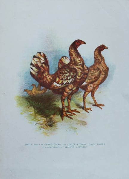 Harrison Weir - Coq de combat « Fig Pudding », 190
