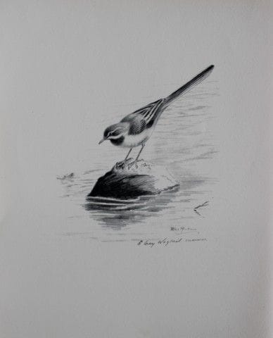 Philip Rickman - Print of pencil drawings of Grey 