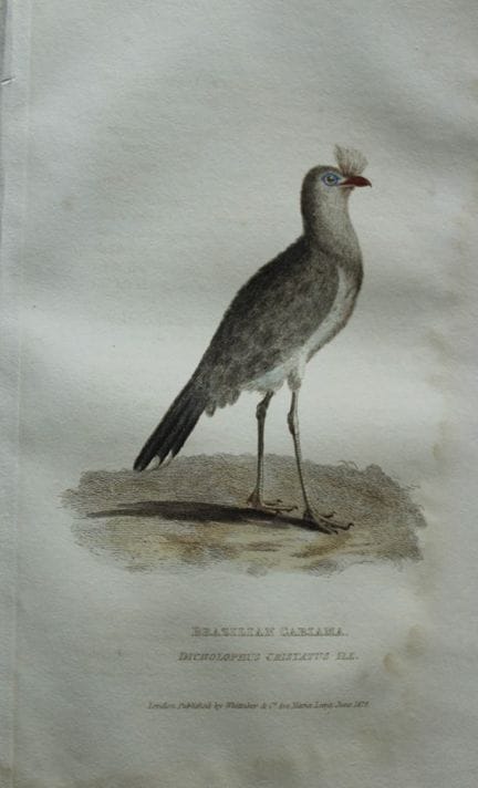Baron Cuvier - Cariama du Brésil, 1829.

Cette gra