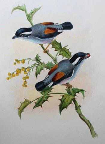 John Gould -  Pteruthius à sourcils blancs, tiré d