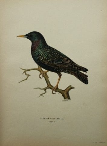 M. von Wright - Lithographie in-folio représentant