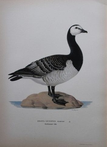 M·冯·赖特——1924年大白额雁对开石版画。

这幅手工上色的石版画出自马格努斯、威廉和费迪南德·