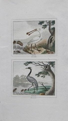 Buffon - Engraving of Spoonbill and Demoiselle 180