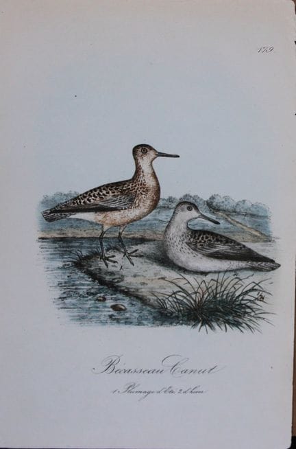 Charles Dubois - Lithographie rare représentant un